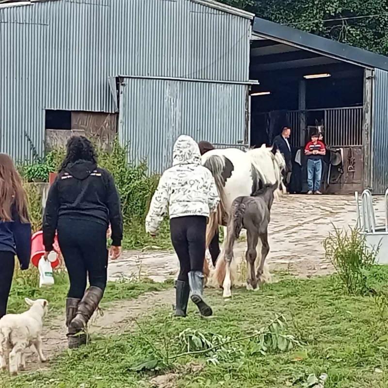 Equine management