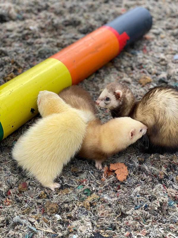 Ferret fun